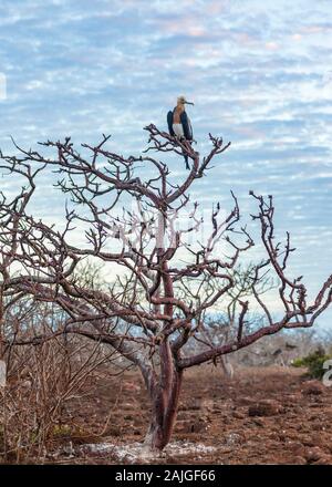 Prachtvolle Fregatte Vogel auf der Insel North Seymour, Galapagos, Ecuador. Stockfoto