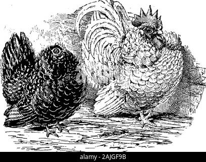 Die kleineren Vögel; eine Beschreibung aller gängigen Rassen und Sorten von zwerghühner und neuer Rassen, die immer beliebt sind.. . WJ.. Flanke hat sie so erfolgreich für die letzten acht Jahre sevenor ausgestellt, und wer hat je bereit gewesen und bereit toguarantee Klassen für Sie am wichtigsten zeigt, gibt isevery Aussicht von Ihnen immer beliebter. Althoughthey sich ausnahmslos gegen viele Sorten zu konkurrieren, auch bei solchen Shows als Molkerei, Palast und Birmingham, theygenerally geben einen guten Eindruck von sich selbst, als referenceto Berichte zeigen wird. Die schwierigste Zeit mit frizzle Hühner ist t Stockfoto