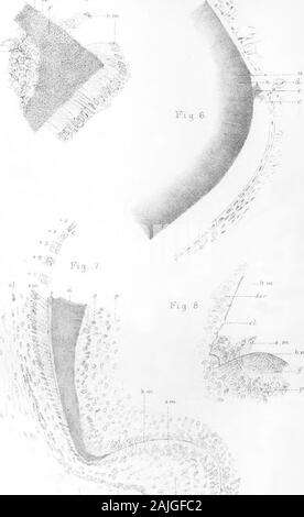 Auf die Entwicklung der Schmelz der Zähne der Wirbeltiere. , Y. Abb. 10 b.m^-f? 1,-^V. -^ ^^t^i Stockfoto