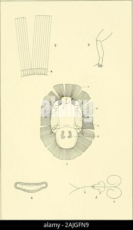 Transaktionen und Verfahren des neuseeländischen Institut. Eine neue Spezies von PSYLLID ^.- marriner Trans. N.Z. Inst., Bd. XXXV. PI. XXXIV.. Eine neue Spezies von PSYLLID ^E. - Marriner. Trans. N.Z. Inst., Bd. XXXV. Pl. XXXV. Stockfoto