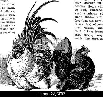 Die kleineren Vögel; eine Beschreibung aller gängigen Rassen und Sorten von zwerghühner und neuer Rassen, die immer beliebt sind.. . St bemerkenswerte Produktionen ist der uniquelittle Rasse der Japanische Zwerghühner Zwerghühner genannt. Was anoddity! Ihre kurzen Beine kaum halten seine Flügel aus inspektionsbesuche; seine kurzen Körper ist fast durch die HACKLE ofneck fallen; seine sehr große wies fließende Schwanz, fast, wenn nicht quitetouches seiner kecken kleinen Kopf, der mit einem neatlittle Kamm über ein Paar helle volle Augen gekrönt wird. Diese featuresadded zu dem idyllischen Färbung des Gefieders machen den JapaneseBantam Objekte von besonderem Interesse Stockfoto
