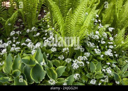 Bärlauch-Hostas Farne Grenze Pflanze Matteuccia hosta Stockfoto