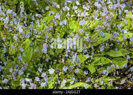 Omphalodes cappadocica Navelwort's verweilen Augen' Stockfoto