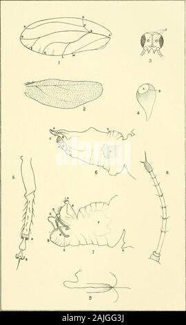 Transaktionen und Verfahren des neuseeländischen Institut. "• F f l • OPTERA. - Philpott. Trans. N.Z. Inst., Bd. XXXV. PI. XXXIII.. Eine neue Spezies von PSYLLID ^.- marriner Trans. N.Z. Inst., Bd. XXXV. PI. XXXIV. Stockfoto