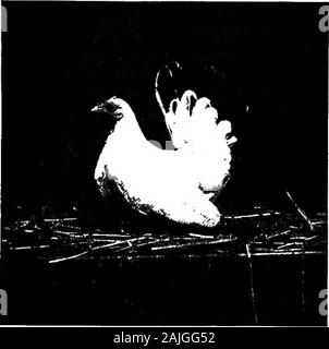 Die kleineren Vögel; eine Beschreibung aller gängigen Rassen und Sorten von zwerghühner und neuer Rassen, die immer beliebt sind.. E Schönsten aller Jap-anese ist das reine Schwarz. Diese Farbe scheint ihre sizeand Form besser als die weiße mit schwarzen Schwänze flt. Sie arealso in Solid weiß, buff, Grau und Braun von variousshades hatte. Die beliebtesten Sorten sind die schwarzen TailedWhites, reines Schwarz und reines Weiß. Die flrst Einfuhr von Schwarzen Tailed Weiß in thiscountry waren ziemlich große Vögel im Vergleich mit thosewe haben jetzt. Der ersten Einfuhr der tatsächlichen Qualität in Jap - ein Stockfoto