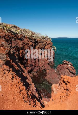 Opuntia (feigenkaktus) cactus Bäume wachsen auf Rabida Island, Galapagos, Ecuador. Stockfoto