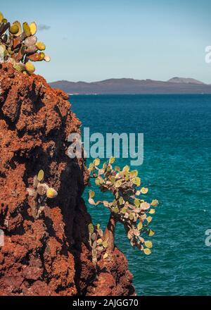 Opuntia (feigenkaktus) cactus Bäume wachsen auf Rabida Island, Galapagos, Ecuador. Stockfoto