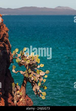 Opuntia (feigenkaktus) cactus Bäume wachsen auf Rabida Island, Galapagos, Ecuador. Stockfoto