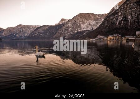 Schwan, der in den Hallstätter See in Österreich auf einem nebligen Wintertag Stockfoto