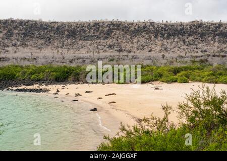 Seelöwen am Strand auf Sante Fe Island, Galapagos, Ecuador. Stockfoto