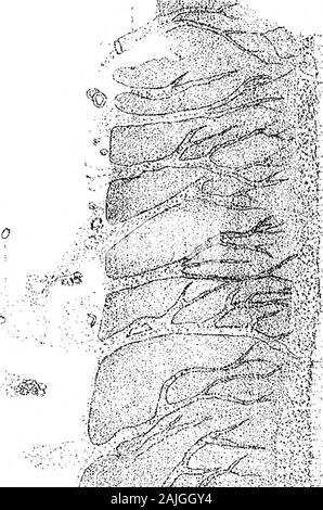 Auf die Entwicklung der Schmelz der Zähne der Wirbeltiere. Schmelzorgans. w. Dentinal Basis. Ich. I. in der Zwischenschicht des Schmelzorgans. in. Involution der Epithel (schmelzorgans). J. Kiefer. J. C. Knorpel von Kiefer. n. Ausschnitt des Schmelzorgans. 0. Odontoblasts. s. Pulp. pr. Prozesse der Odontoblasts. r. Punktierstrich. Ri. Grate. s. Platz von slirinkage von Geweben. t. s. Zahn Papille. t. Tubulus. u. Begrenzung der Emailschicht. Zeiss Oc. Krank war für alle Abschnitte beschäftigt. Ziel ist es, dass die verschiedenen Zahlen genannt. Abbildung 1. Membrane zwischen Schmelz und Emaille Zellen der molaren von Kaninchen liegen. A. JEnface Stockfoto