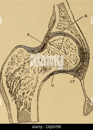 Der menschliche Körper ist ein Anfänger Lehrbuch der Anatomie, Physiologie und Hygiene. . Hortening, oder Auftraggeber^ withgreat Kraft. Wenn ein Muskel Verträge es zieht seine endstogether und schwillt in der Mitte; mit anderen Worten, // wird kürzer und dicker. Wenn Sie die vordere ofyour Unterarm beobachten, während sie gewaltsam ihr Handgelenk Schlaufe, youcan beobachten, durch die Haut, die Muskeln becomingshorter und dicker. Fast immer die beiden Enden eines 1. Was ist ein Gelenk? Von der Art der Artikulation sind thesutures des Schädels Beispiele? Was ist ein Joint? Name, einige Gelenke. 2. Was ist die Verwendung von Muskeln? Was ich Stockfoto