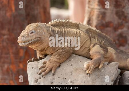 Sante Fe Iguana auf Santa Fe, Galapagos, Ecuador. Stockfoto