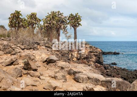 Opuntia (feigenkaktus) cactus Bäume auf Sante Fe Island, Galapagos, Ecuador. Stockfoto