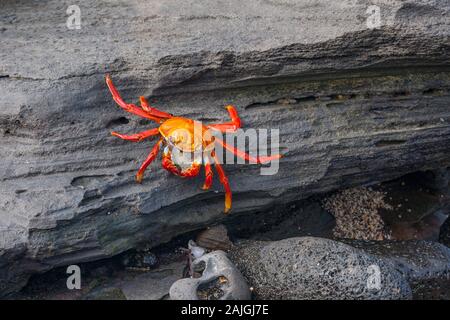 Sally Lightfoot Krabbe auf der Insel Santiago, Galapagos, Ecuador. Stockfoto