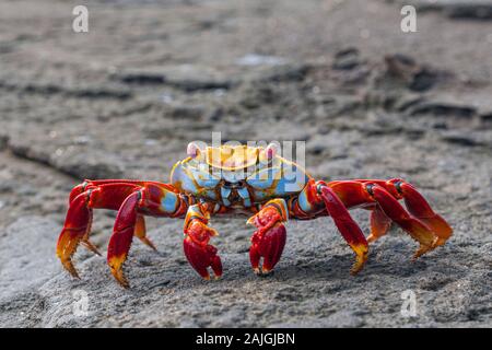 Sally Lightfoot Krabbe auf der Insel Santiago, Galapagos, Ecuador. Stockfoto