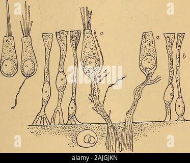 Ein text-Buch der Krankheiten des Ohres für Studierende und Praktiker. Entspricht der des knöchernen Bogengänge. Eine leichte Verengung am externen Oberfläche jeder Ampulle bezeichnet Theplace der Eingang der Ampullären Nerv. Entsprechend Dieser constrictionthere gefunden, auf der Innenseite der Ampulle, einer Höhe, die die knownas cristaampullaris (Abb. 310, a). Diese Erhöhung teilt den Raum der Ampulle in zwei ungleiche Teile, desto kürzer die, Regie inrichtung Prostaticus, wird durch Unterlagen wie die Sinus Teil bezeichnet, die mehr als thetubal Teil Stockfoto