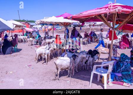 Ziegen auf Verkauf in Hargeisa Viehmarkt Stockfoto