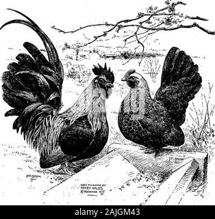 Die kleineren Vögel; eine Beschreibung aller gängigen Rassen und Sorten von zwerghühner und neuer Rassen, die immer beliebt sind.. . , Die Grundfarbe variescbnsiderably, aber die Farbe sollte möglichst gleichmäßig sein. Und die Sperrung fein und klar; und nicht nur: die Feder gesperrt werden, aber die Farbe und Fuß, featheras gut. Dies ist sehr wichtig bei der Paarung der birdfor Zucht ^ ich Hive gesehen perfekt Top - farbige birdsentirely frei von Fusseln baring; aber diese sind nicht die birdsthat sollte für die Zucht pen ausgewählt werden, und erneut, wählen Sie die Option Nie Vögel zeigen, dass die g Stockfoto