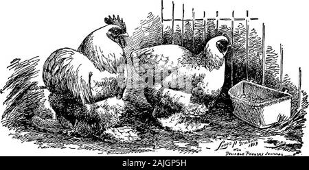 Die kleineren Vögel; eine Beschreibung aller gängigen Rassen und Sorten von zwerghühner und neuer Rassen, die immer beliebt sind.. . Buch: Mr. T. F. McGrew: Ich kann nicht glauben, selbst ein erfolgreicher Züchter von zwerghühner; jedes Jahr bringt mich einige neue Enttäuschung. Hopescherished für Monate fallen weg in nicht-Realisierung von someimprovement selbstbewusst suchte. Aber immer noch sind viele dieser Enttäuschungen sind weich mit dem Wissen thatother Punkte werden gestärkt und wir sind besser und strongerfor eine weitere Saison. Meine erste Auswahl von Schwarzen Cochin Zwerghühner madefrom war die beste, die ich finden konnte. Farbe, Form eine Stockfoto