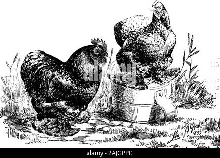 Die kleineren Vögel; eine Beschreibung aller gängigen Rassen und Sorten von zwerghühner und neuer Rassen, die immer beliebt sind.. . Cochin sollte rot sein. In der Zucht Schwarze, Es ist oft bemerkt worden, dass es die meisten verydifficult perfekt farbige Hähne zu bekommen und junghennen von ein paar Vögel, die Regel, dass alle Themost brillanten farbigen Junghennen Brüder mehr oder lessred Federn in ihrem Hecheln, Rücken oder Sättel haben; in der Erwägung, dass alle Solidesten und besten schwarzen Hähne Schwestern sind wantingin Glanz oder Glanz und deutlich schlechter als in der Farbe aussehen zu thepullets gezüchtet, in die andere Richtung. Wo t Stockfoto