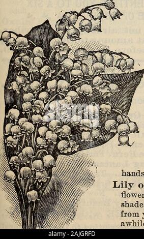 Neue florale Guide: Herbst 1899. hrows eine Fülle von schönen Himmel blau Blumen, sternförmige und Borne inpretty anmutige Sprays, extra fein für Töpfe und auch für die Betten. Preis, 10 cts. Pro; 3 für 25 cts.; 75 cts. pro Doz. Aurenni - (Moly oder Golden Tulip.) Das ist ein feines hardy Garten Pflanze, sehr wünschenswert für Betten und Grenzen, trägt große goldene gelbe Blumen inJune, und ist sehr auffällig und stattlich, bnt nicht so bekannt wie Es oughtto werden. Wächst ein Fuß hoch. Preis, 3 für 10 cts.; 25 cts. pro Doz. Allinm Neapolitanum - Dies ist die beliebteste aller Alliums und besonders wertvoll für Topf c Stockfoto