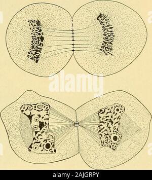Die Zelle in der Entwicklung und Vererbung. ner (95), Braus (95) (Salamander) und MacFarland {Pleiiro - phyllidia, 97) Glauben diemittlere Spindel arisesecondarily über Denanschluss der zwei opposinggroups der astralen Strahlen im Bereich zwischen thecentrosomes. Es gibt auf der anderen Seite, Hermann (91), Flemming (91), Heidenhain (94), Kos - tanecki (97), Van derStricht (98) und der Zentralen othersbelieve spindleto aus der ersten inder Form der Fasern, die sich zwischen den unterschiedlichen Zentrosomen; andHeidenhain glaubt, dass sie aus einer speziellen Substanz entwickelt werden, bilden einen primären centrodesmus, der in Th weiterhin besteht Stockfoto