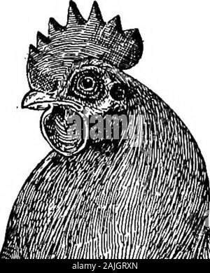Die kleineren Vögel; eine Beschreibung aller gängigen Rassen und Sorten von zwerghühner und neuer Rassen, die immer beliebt sind.. . E der vierten Generation. Theirgreat Charakterstärke und Blut sind die verwaltungsseite in der Beharrlichkeit, mit der Sie Fruchtart aus. Die mostprominent ist die Hock Befederung, und die Farbe - Die ismuch zu stark für die amerikanische Idee des Buff. Für beautyof Form und federleicht, sie sind erfreulich, und ihre Verwendung vielleicht einen Vorteil; aber es wird einige Zeit dauern, um Ihnen amerikanische Nachfrage. Wir haben in den Schriften bemerkt aus der Feder von diesem ladythat sie in und Im di gezüchtet hat Stockfoto