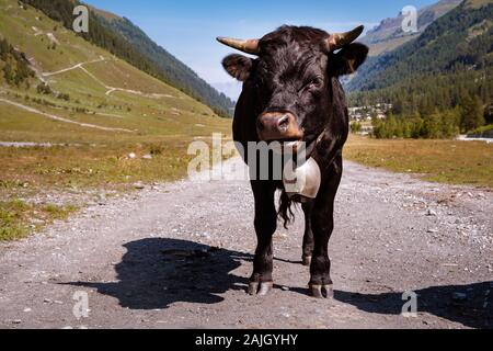 Portrait von schwarzen Herens Kalb mit traditionellen Schweizer Bell stehend auf der Suche direkt in die Kamera in der Nähe von Swiss Alpine Dorf Zinal. Val d'Anniviers, Val Stockfoto