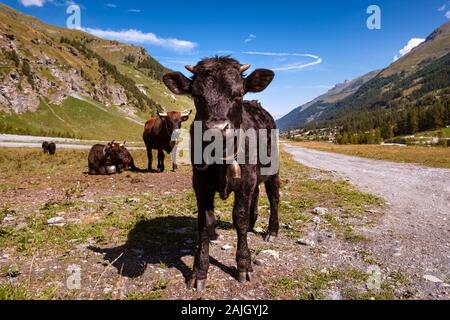 Junge schwarze Herens Kuh mit traditionellen Schweizer Bell stehend auf der Suche direkt in die Kamera, Swiss Alpine Dorf Zinal im Hintergrund. Annivie Stockfoto