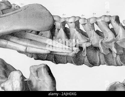 Forschungen über die Struktur, Organisation und Systematik der fossilen Reptilia VII weitere Beobachtungen auf Pareiasaurus. Stockfoto