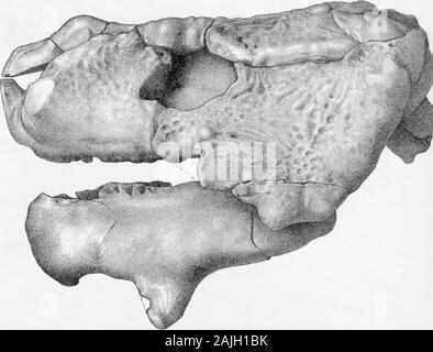 Forschungen über die Struktur, Organisation und Systematik der fossilen Reptilia VII weitere Beobachtungen auf Pareiasaurus. Seeley.. jljNSk Stockfoto