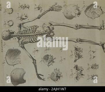 Ein System der Anatomie für Studierende der Medizin (Band 2). os parietale. D, eine gewölbte Grat, der Ursprung der zeitlichen Muskel gibt. E, Der squamous Naht. F, Der squamous Teil der temporalbone: und weiter nach vorn, der zeitliche Verlauf der spheroidbone. G, der jochbeinbogen Prozess der zeitlichen Knochen. H. Thezygomatic naht. Ich, das Mastoid Prozess der zeitlichen schärfen. K, der Meatus externus auditorius. L, die orbitar Platte des thefrontal Knochen, unter dem sich die transversale Naht gesehen. M. Thepars plana Der ethmoid Knochen. N, die Os unguis. (), Der rightos Nasi. P, die Superi Stockfoto