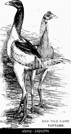 Die kleineren Vögel; eine Beschreibung aller gängigen Rassen und Sorten von zwerghühner und neuer Rassen, die immer beliebt sind.. Ein throatadds viel zu der Schönheit von Kopf und Hals in beiden Männern andfemales. Um zu zeigen, wie vor langer Zeit die Abwesenheit von wattles vasbred Für, wir in Ihrem Interesse, dass die Schwarzen SumatraGame in Perfektion kaum Wattles zeigt. Unsere stand-ard nicht Klasse wie Spiele, aber sie sind von der samenature. Der Hals sollte Jong, dünn und spitz aus bodyto Kopf, am Hals hackle kurz schließen. Die feathersof der hackle nicht vor und th sollte cometogether Stockfoto