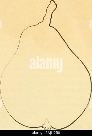 Die Früchte von Amerika: mit farbenprächtigen Figuren, und vollständige Beschreibung aller die erlesensten Sorten, die in den Vereinigten Staaten angebaut. Mitte, taperingto jedes Ende, recurved auf der Mittelrippe, gefaltet nach innen an den Seiten, Dick, dunkelgrün, tief und scharf gezackte; Blattstiele, von mittlerer Länge, aboutone und einen halben Zoll lang, mäßig Stout. Flowees. - Klein; Blüten klein, Eiförmig; Cluster, kompakte. Feuit.-groß, ca. 3 cm lang, und zwei und eine Hälfte in diam-eter: Form, pyramidenförmigen, voll an der Krone, leicht zurück in Themiddle, stumpf am Stiel, mit ungleichmäßiger Oberfläche, Somethin Stockfoto
