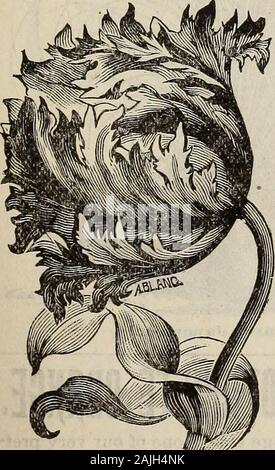 Neue florale Guide: Herbst 1899. Parrot oder. Dragon Tulpen e^ § ^s Stockfoto