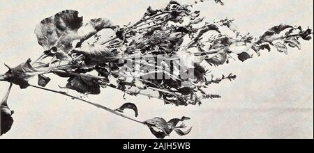 Curly-Top, eine Krankheit der Zuckerrüben. * K. * I N D H X. Seite. Säure, übermäßige, Böden, wahrscheinlichen Zusammenhang mit lockig-top 24-25 Belüftung des Bodens, der Bezug auf curly-Top 26 Alkali, übermäßige, im Boden, Auswirkungen auf Pflanzen 23. Land, das Auftreten von Curly - Oberseite 9 Amarillo, Tex, experimentellen Farm, Hinweis auf curly-Top 27 Arthur, Dr. J. C, Studie und Benennung von Curly - Top 10 Atmosphäre, anormale Bedingungen, Auswirkungen auf Pflanzen. 27-28 kalt, zur Zeit der Keimung, Auswirkungen auf Pflanzen 27 Bakterien, Krankheit, Name für Curly - Top 10 mögliche Ursache von curly-top, Experimente 14 Präsenz in rote Rüben mit lockig-top 10-1 betroffen Stockfoto