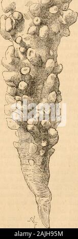 Hardwicke's Science - Klatsch: Eine illustrierte Medium der Interchange und Klatsch für Studierende und Liebhaber der Natur. Abb. 211. Alcyoniclicm. bezeichnet, mit dem der Muschel selbst Wert zu therock. Diese kleinen Tiere zu bewahren in einem driedstate/sollten Sie stürzte in frischem Wasser, das tötet sie auf einmal mit den Armen erweitert werden. Sie können dann durch den Kontakt mit Luft getrocknet werden, und sind wunderschöne, kleine Objekte. Exemplare der Hochdruck-direkteinspritzungCommon^ Sun-Sterne (Solaster papposa), mit twelveor mehr Strahlen, sind manchmal auf dem beachatj Hastings, und weniger häufig das Ei - Urchin 220 HARDWICKES S CIEN C-E-G OSSIP cast Stockfoto