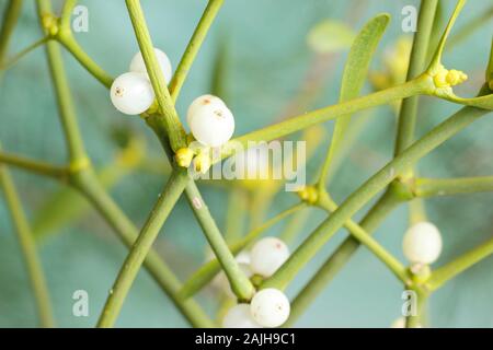 Viscum album. Die europäische Mistel mit Beeren im Winter. Großbritannien Stockfoto