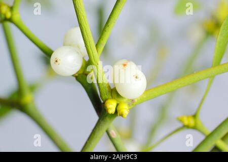 Viscum album. Die europäische Mistel mit Beeren im Winter. Großbritannien Stockfoto