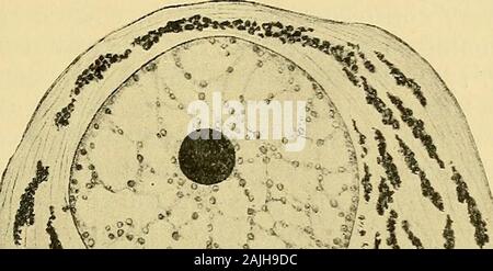 Die Zelle in der Entwicklung und Vererbung. Uebergangsregelung; aber nach der Fixierung und Färbung itappears als eine Masse von feinen, dicht gedrängten Granulat. Dies kann Indi - die Existenz von einem extrem feinen alveolarer Struktur Cate im Leben; buton das Ganze, ich glaube, dass diese Granulate sind in den meisten Fällen coagu-lation - Produkte, da sie nicht durch Färbung intravitam nachgewiesen werden, und Sie sehr eng zusammen, um die Koagulation ähneln - Granulat foundin Strukturlosen proteids wie Ei-Albumin nach Behandlung durch die samereagents. Gemeinsam mit vielen anderen Ermittler, deshalb, dass Ibelieve Protoplasma tatsächlich sein können Stockfoto
