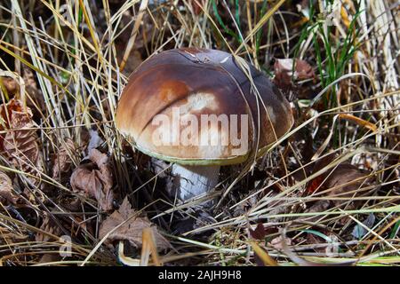 Steinpilz in der wilden Nahaufnahme. Weißer Pilz wächst in freier Wildbahn. Boletus edulis. Pilze im Herbstwald Stockfoto