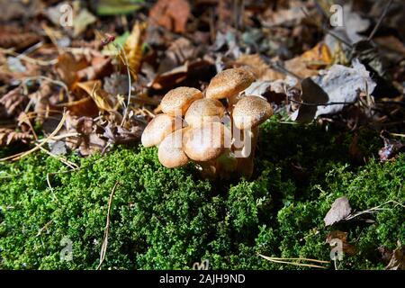 Essbare Waldpilze - Armillaria mellea gemeinhin als Honig bekannt Pilz Stockfoto
