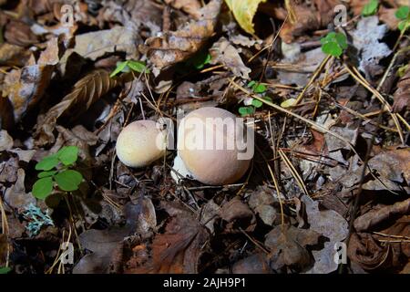 Nahaufnahme einer Gruppe von Pilzen, Birnenpuffball -Lycoperdon pyriforme Stockfoto