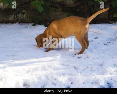 Golden cute puppy spielen im Winter Garten im Freien Stockfoto