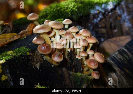 Ein Klumpen von Hypholoma capnoides, bekannt als Nadelpilz, junge Exemplare eines wilden essbaren Pilzes. Stockfoto