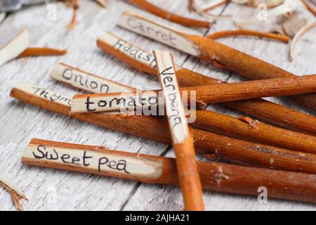 Cornus. Hausgemachte Anlage labels Umgearbeitet von hartriegel Zweigen. Großbritannien Stockfoto