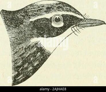 Bulletin - United States National Museum. Abb. 11.-Black-throated Green Warbler, liat. Größe. 73. (Co) Dendrceca ccerulescens (Linn.) Bd. 1, Bl. Black-throated Blau Warbler. Frühling und Herbst Migrantinnen, wie auch die vorherigen, und während der gleichen Zeiträume; eher weniger zahlreich, und vielleicht öfter in dickichten gesehen.[117] D. Crerulean ccerulea, die Grasmücke, zweifellos auftritt, und Befound im Laufe der Zeit; aber wir haben nie gewusst, dass es zu seenhere werden. 44 AVIFAUNA COLUMBIANA. 38. (70.) Dendrcecaooronata {Linn.) Grau. Yellow-rumped Warbler. Ein n-Inter ansässig; sehr reichlich, vor allem während der Sp Stockfoto