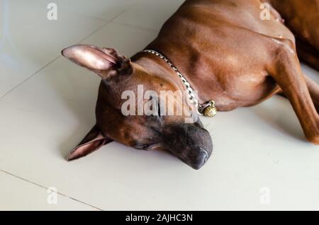 Thailand Ridgeback Hunderasse brunette auf dem Boden des Hauses. Stockfoto