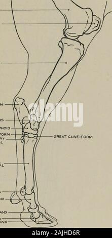 Modellierung; ein Leitfaden für Lehrer und Schüler. FEMUR PASTETE. ULA TIBIA CALCANEUM ASTRAGAL CUBOIDO-5 CAPHOID KLEINE CUNEIFORMRUDIMENTARYMETATARSAL ERFÜLLUNGSRISIKEN PALMETATARSAL SESAMOIDSFIRST PHALANX ZWEITE PHALANX SESAMOIDSTHIRD PHALANX. Abb. 145.-Hind-Bein. Internen Aspekt. Osteologie. DiGiTORUiM (o) hintere Oberfläche der externen tuberosity der Tibia: (i) tendon mischt mit, dass offlexor longus Pollicis. Flexor longus Pollicis (Deep flexor von Ziffern) (o) Tibia: (i) posteriorsurfaces der Phalangen. Tibialis anticus (vorderer Teil) (o) der äußeren Oberfläche der inferiorextremity des Femur: (i) Keilschrift bon Stockfoto